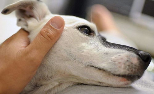 狗狗这些部位不要随便摸,越摸它会越 上瘾