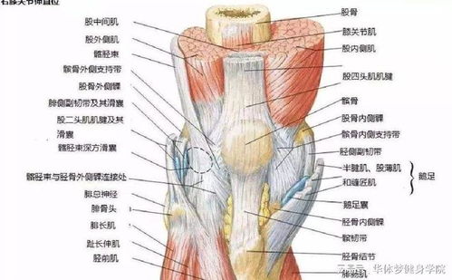什么原因导致膝关节疼痛弹响